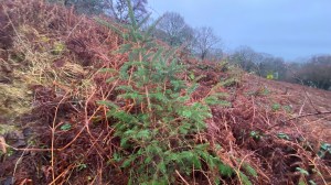 A seeded sitka on the edge of native oak woods on the croft blown in from a plantation half a kilometre away.
Pulled up and put to use as a Christmas tree!